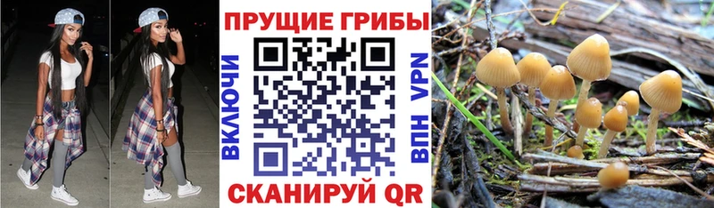 Псилоцибиновые грибы Psilocybe  что такое   Лобня 